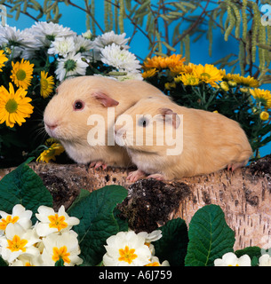 zwei selbst Rahm Haustier Meerschweinchen inmitten der Blumen Stockfoto