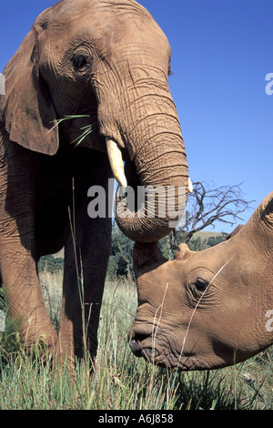 Ein Breitmaulnashorn Interaktion mit einem afrikanischen Elefanten in Südafrika. Stockfoto