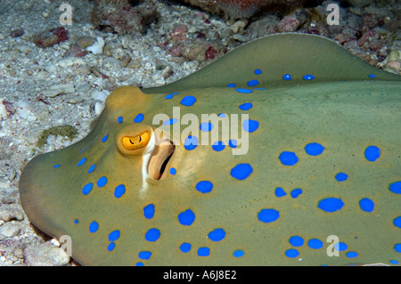 Blue Spotted Stingray (Taeniura Lymma) im südlichen Roten Meer, Ägypten Stockfoto