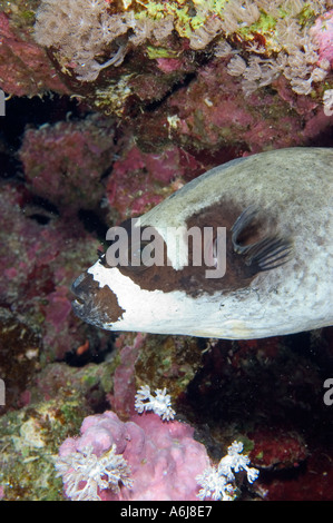 Maskierte Kugelfisch (Arothron Forsskali) im südlichen Roten Meer, Ägypten Stockfoto