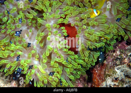 Magnificent Sea Anemone (Heteractis Magnifica) mit Baby Anemonenfische im südlichen Roten Meer, Ägypten Stockfoto