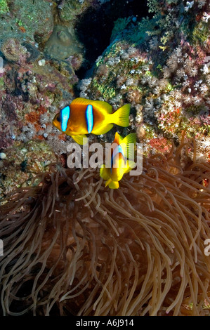Rotes Meer Anemonenfische (Amphiprion Bicinctus) im südlichen Roten Meer, Ägypten Stockfoto