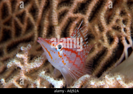 Longnose Hawkfish (Oxycirrhites Typus), der südlichen Roten Meer, Ägypten Stockfoto