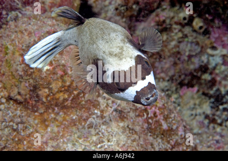 Maskierte Kugelfisch (Arothron Forsskali) im südlichen Roten Meer, Ägypten Stockfoto