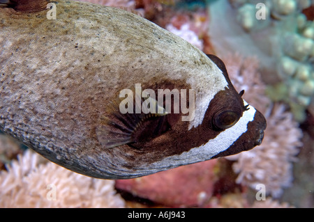 Maskierte Kugelfisch (Arothron Forsskali) im südlichen Roten Meer, Ägypten Stockfoto