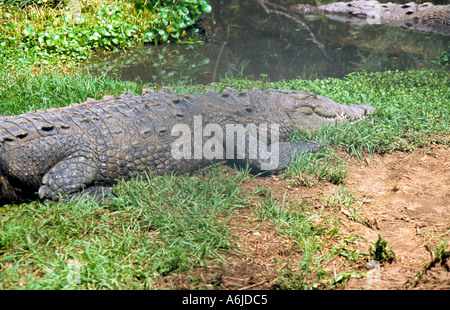 Amerikanisches Krokodil Crocodylus Acutus sonnen sich am Ufer des Flusses in Florida Stockfoto