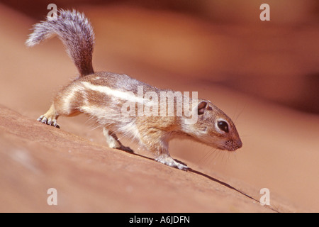 White tailed Antilope Grundeichhörnchen; Weiß-angebundene Antilope Eichhörnchen (Ammospermophilus Leucurus) Stockfoto