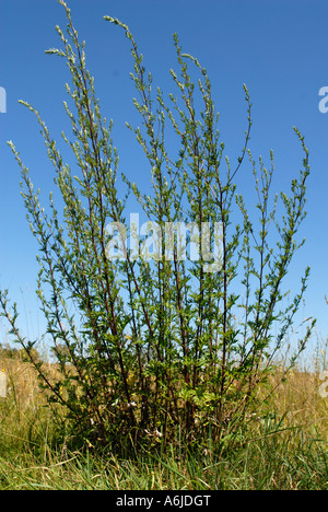 Beifuß (Artemisia Vulgaris), Pflanze Stockfotografie - Alamy