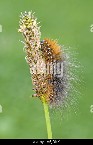 Garten Tiger Moth (Arctia Caja), Raupe (Woolly Bär) auf blühenden Stengel Stockfoto
