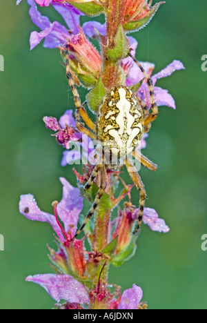 Eiche Spider (Araneus Ceropegius, Aculepeira Ceropegia) unter Blumen Stockfoto