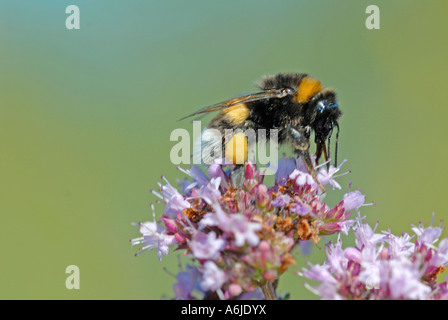 Buff-tailed Bumble Bee (Bombus Terrestris) auf Blume Stockfoto
