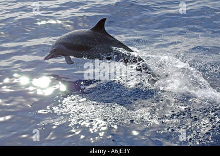 Atlantic Spotted Dolphin (Stenella Frontalis) mit Bogen Wellen zu spielen. Dominica, Atlantik Stockfoto