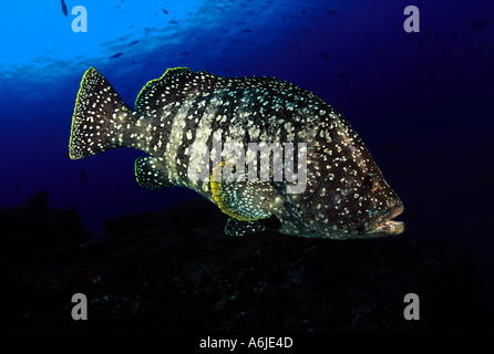 Leder-Bass Epinephelus Dermatolepis Revillagigedos Inseln Mexiko Stockfoto