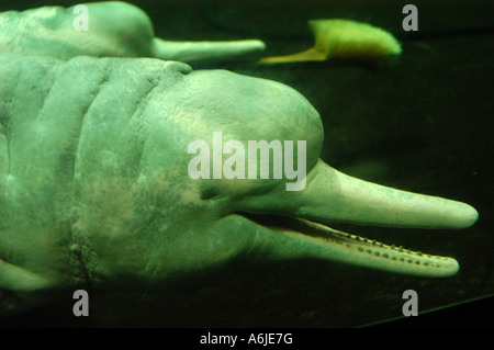 Amazon River Dolphin, Bouto, Boutu (Inia Geoffrensis), portrait Stockfoto