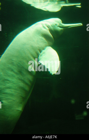 Amazon River Dolphin, Bouto, Boutu (Inia Geoffrensis) Stockfoto