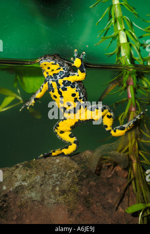 Gelbbauchunke, Angsthase Kröte, bunte Feuer Kröte (Geburtshelferkröte Variegata) auf der Seite eines Aquariums Stockfoto