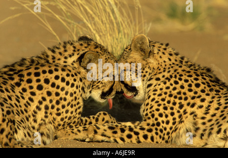 Gepard (Acinonyx Jubatus), Pflege Paar, Namibia Stockfoto