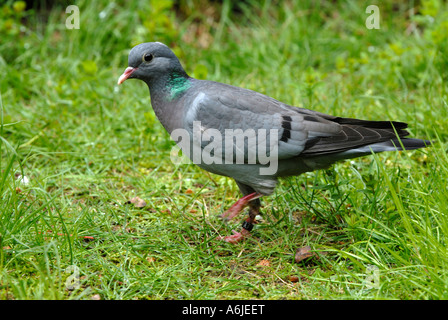 Hohltaube (Columba Oenas) auf dem Rasen Stockfoto