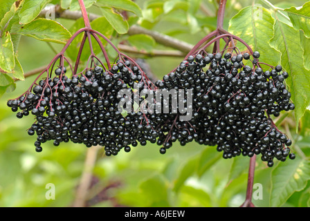 Black Elder Holunder (Sambucus Nigra), Reife Früchte am Baum Stockfoto