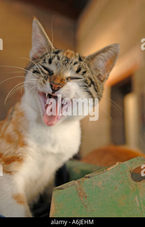 Hauskatze (Felis Silvestris, Felis Catus), Gähnen Stockfoto
