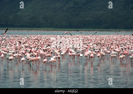 Flamingo-Aggregation, Lake Nakuru, Kenia Afrika (rosa) (weniger) Stockfoto