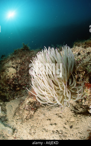 Snakelocks Anemone, Anemone Opelet (Anemonia Sulcata, Anemonia Viridis), freistehende Vorbild, Kroatien Stockfoto