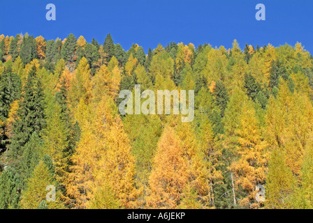 Gemeinsamen Lärche Lärche gemeinsame Lärche, Lärche (Larix Decidua), Bäume in herbstlichen Farben Stockfoto