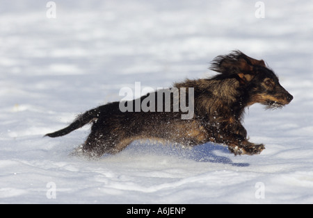 Rauhaar Dackel (Canis Lupus Familiaris) über Schnee laufen Stockfoto