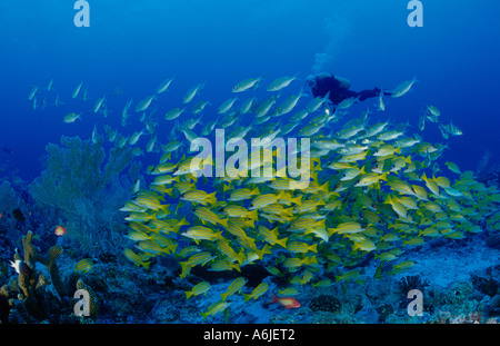 Taucher mit Fischschwarm, Lutjanus Kasmira Blue-Striped Snapper Stockfoto