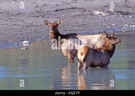 Elch, Wapiti (Cervus Elaphus Nelsoni, Cervus Canadensis), weiblich (Hirschkuh) mit jungen Reh stehend im Wasser Stockfoto