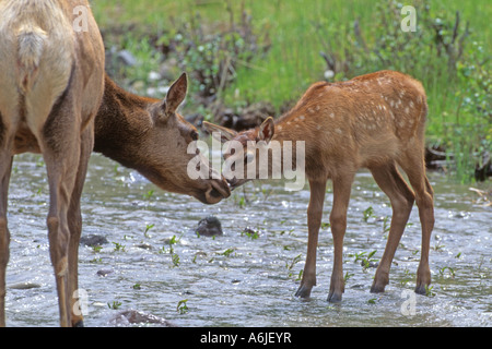 Elch, Wapiti (Cervus Elaphus Nelsoni, Cervus Canadensis), weiblich (Hirschkuh) schnüffeln an spotted fawn Stockfoto