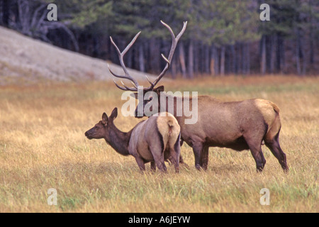 Elch, Wapiti (Cervus Elaphus Nelsoni, Cervus Canadensis). Männlich weiblich umwerben Stockfoto