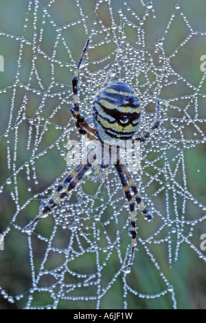 Schwarz und gelb Argiope, schwarz und gelb Kreuzspinne (Argiope Bruennichi) in Tau bedeckt web Stockfoto