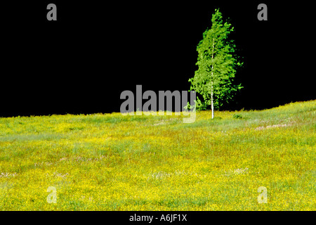 Birch (Betulus sp) on flowering meadow, Bavaria Stockfoto