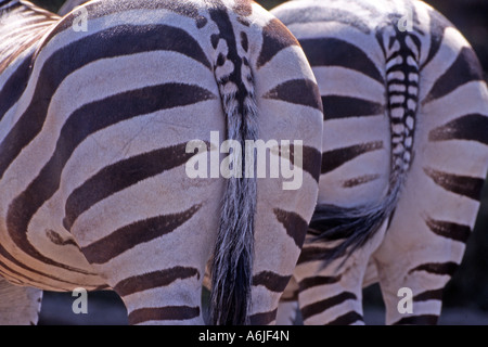 Zebra (Equus Quagga), zwei Einzelpersonen, Rückansicht Stockfoto