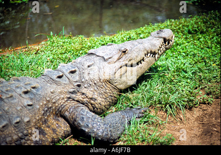 Nahaufnahme des amerikanischen Crocoile sonnen sich in der Nähe einer Rivre in Florida Stockfoto