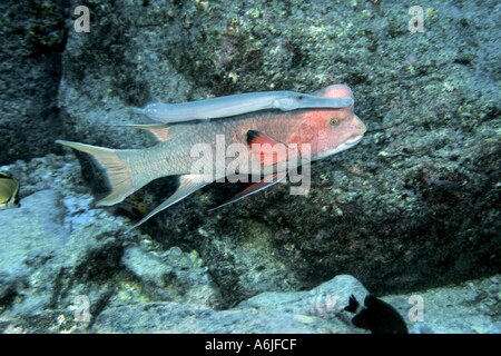 STREAMER LIPPFISCHE UND TRUMPETFISH.  GALAPAGOS-INSELN. Stockfoto