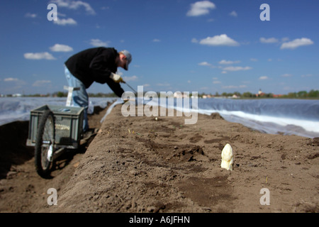 Arbeiter schneiden Spargel in Brandenburg, Deutschland Stockfoto