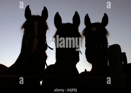 Silhouetten von Pferden im Fahrerlager bei Sonnenaufgang Stockfoto