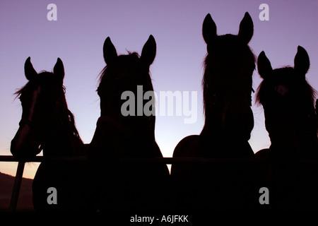 Silhouetten von Pferden im Fahrerlager bei Sonnenaufgang Stockfoto