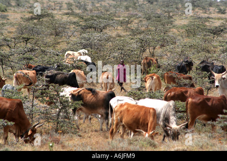 Masai-Hirten tendenziell das Vieh auf die Masai Mara, Kenia, Afrika Stockfoto