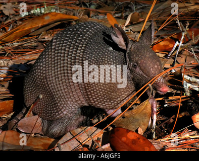 ein Gürteltier Dasypus Novemcintus auf Cumberland island Georgia usa Stockfoto