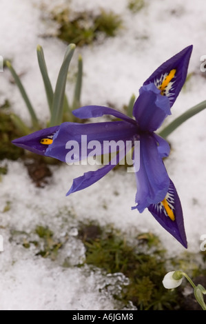 Zwerg-Iris-blau im Schnee Stockfoto