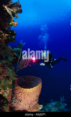 Scuba Diver auf bunten karibischen Korallenriff, Xestospongia muta Stockfoto