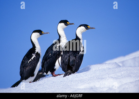 blauäugige Kormoran (Phalacrocorax Atriceps), drei Tiere sitzen im Schnee nebeneinander, Antarktis Stockfoto