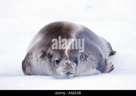 Dichtung Krabbenfresserrobbe (Lobodon Carcinophagus), einzelne Tier, Antarktis Stockfoto