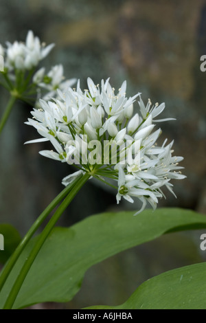 Ramsons, Allium Ursinum mit weichem Fokus, verschwommene Trockenwand im Hintergrund in rivington lancashire uk Stockfoto