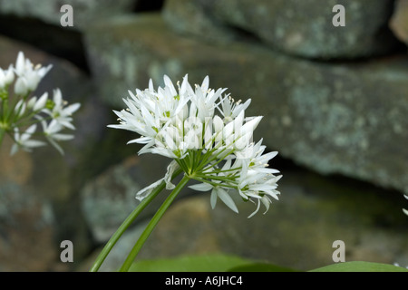 Ramsons, Allium Ursinum mit weichem Fokus, verschwommene Trockenwand im Hintergrund in rivington lancashire uk Stockfoto