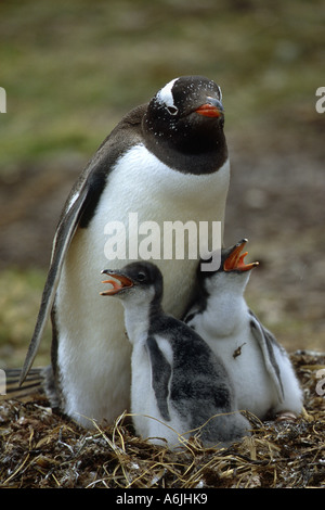 Gentoo Penguin (Pygoscelis Papua), Erwachsene mit Nachwuchs im Nest, Falkland-Inseln Stockfoto