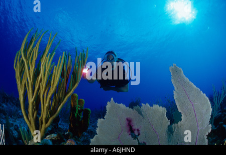 Scuba Diver auf bunte Korallenriff, karibischer reef Stockfoto